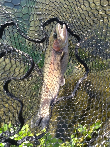 ニジマスの釣果