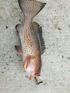 オオモンハタの釣果