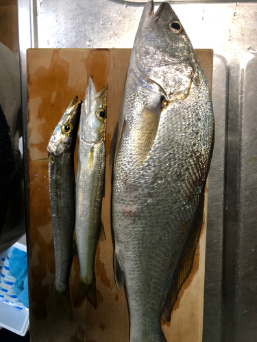 ニベの釣果