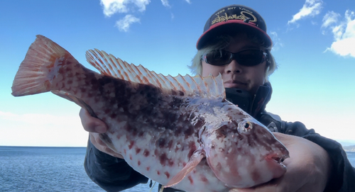 ブダイの釣果