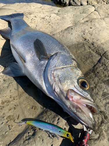 ヒラスズキの釣果