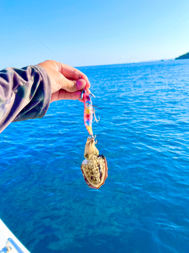 コウイカの釣果