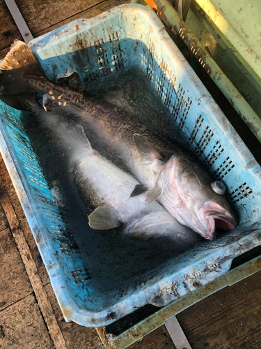 マダラの釣果