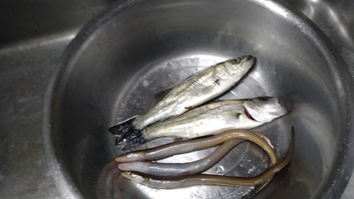 アナゴの釣果