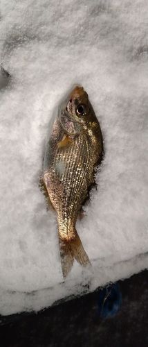 ウミタナゴの釣果