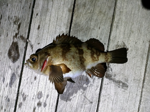 メバルの釣果