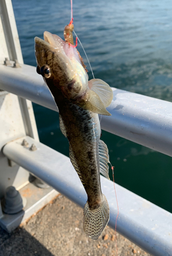 ハゼの釣果