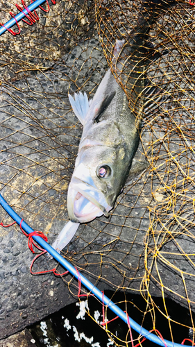 スズキの釣果