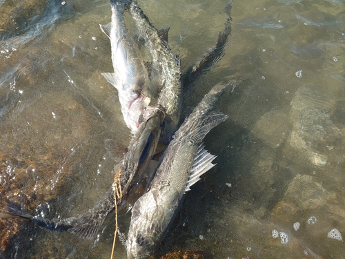 シーバスの釣果