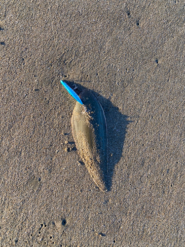 シタビラメの釣果