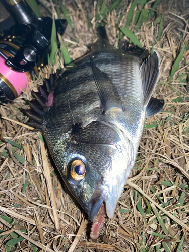 チンチンの釣果