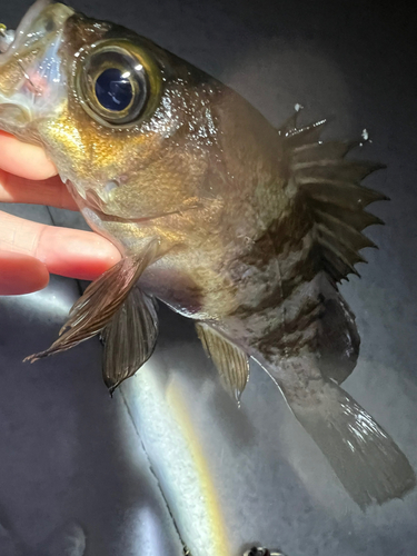 シロメバルの釣果