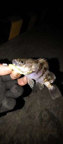 シロメバルの釣果