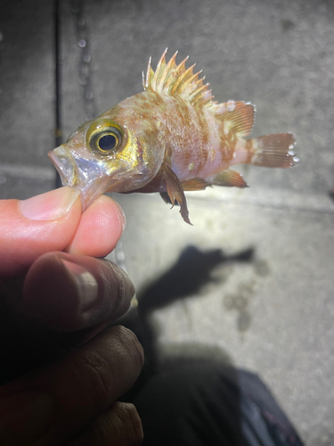 メバルの釣果