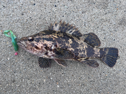 ベッコウゾイの釣果