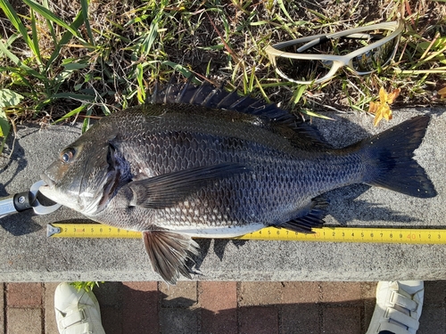 クロダイの釣果