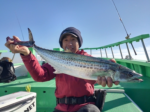 サワラの釣果