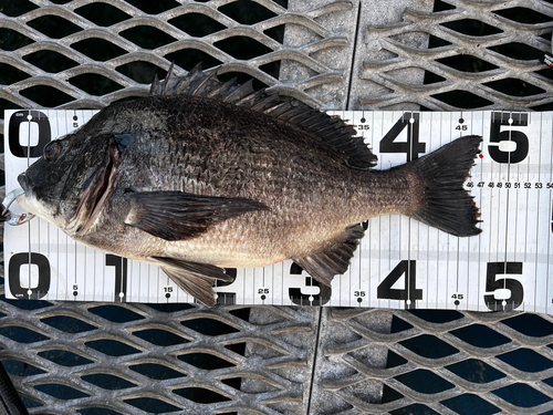 クロダイの釣果