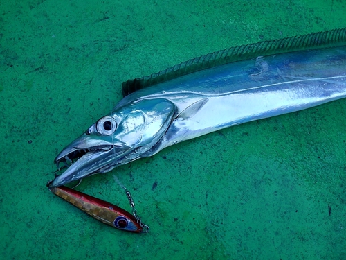 タチウオの釣果