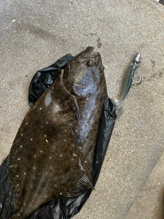 ヒラメの釣果