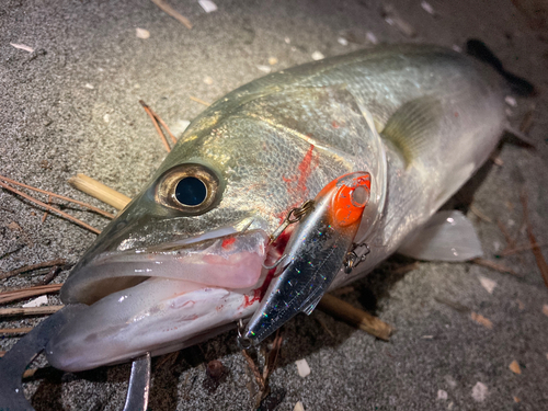 セイゴ（マルスズキ）の釣果