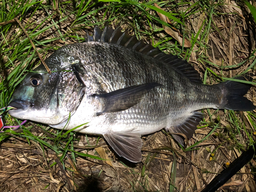 チヌの釣果