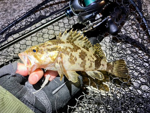 タケノコメバルの釣果