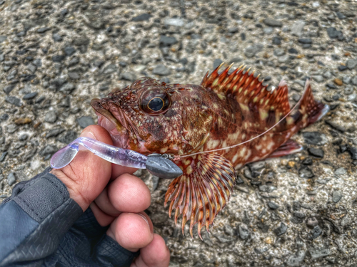 カサゴの釣果