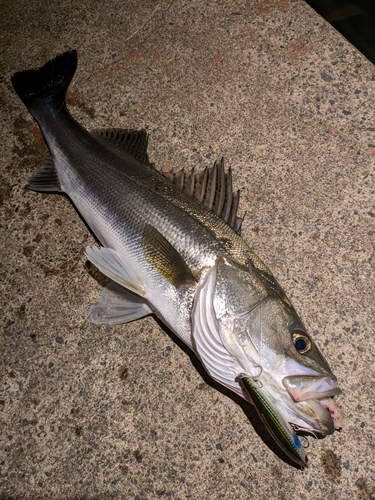 シーバスの釣果