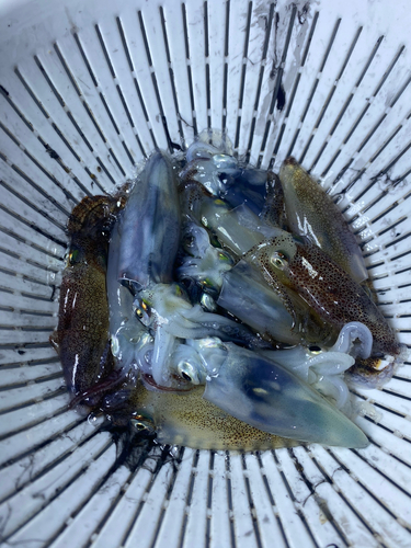 ヒイカの釣果