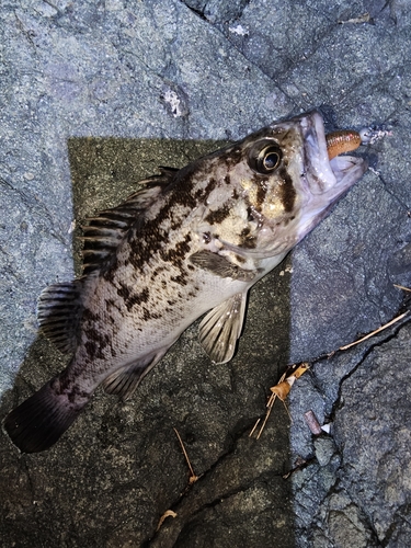 クロソイの釣果