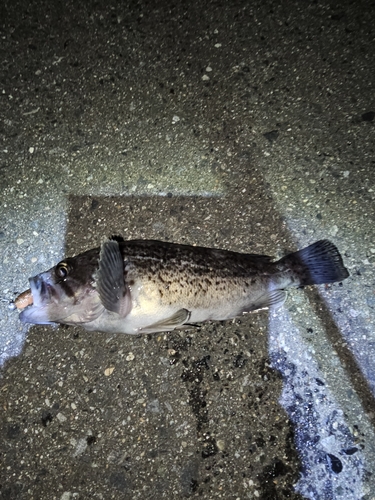 クロソイの釣果