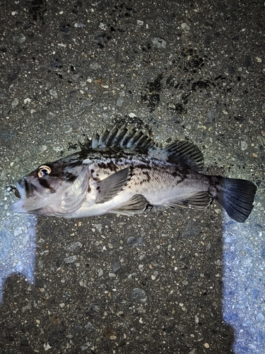 クロソイの釣果