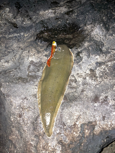 シタビラメの釣果