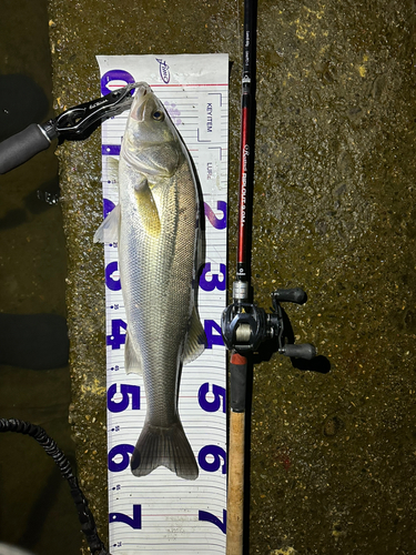 シーバスの釣果