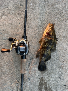 タケノコメバルの釣果