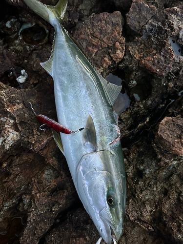 ワラサの釣果