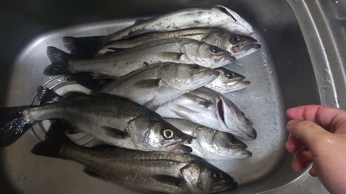 シーバスの釣果