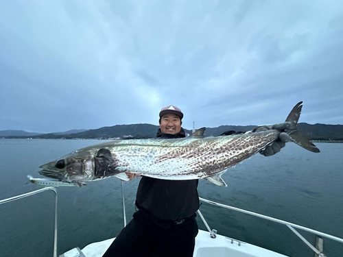 サワラの釣果