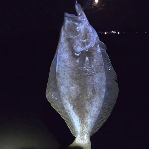 ソゲの釣果