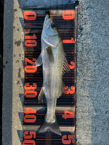 シーバスの釣果