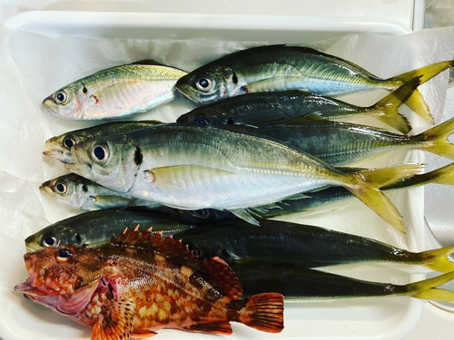 アジの釣果