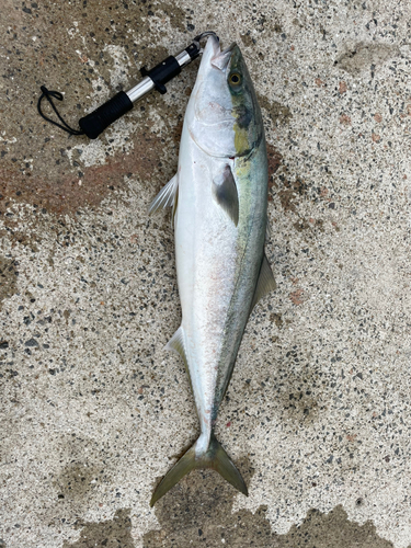 ブリの釣果