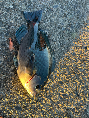 メジナの釣果