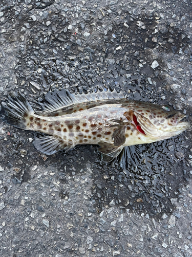 チャイロマルハタの釣果