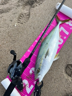 イナダの釣果