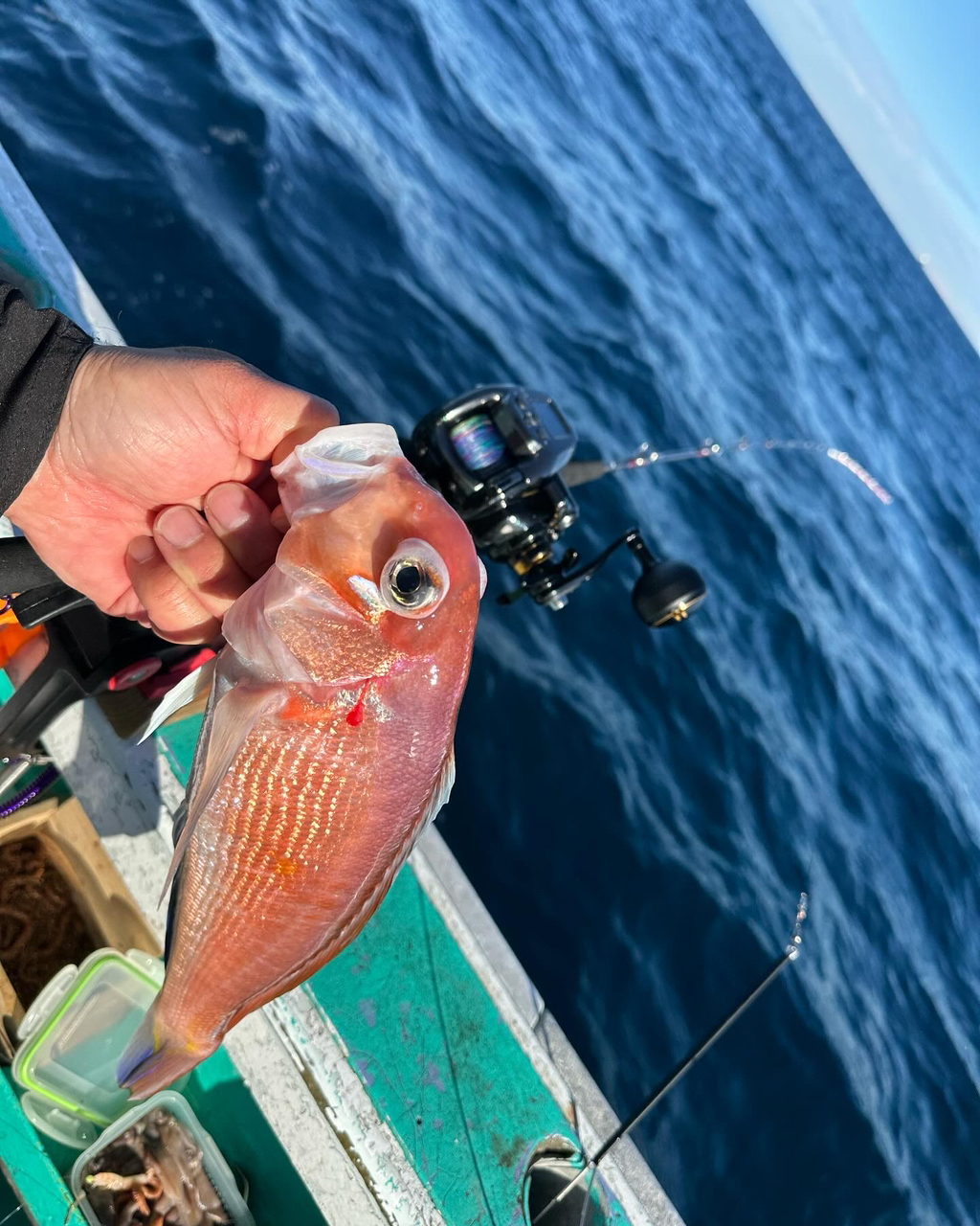 ☆沙乃○☆ さんの 2023年11月30日のアマダイの釣り・釣果情報(茨城県