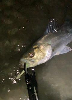 セイゴ（マルスズキ）の釣果