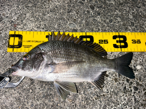 クロダイの釣果