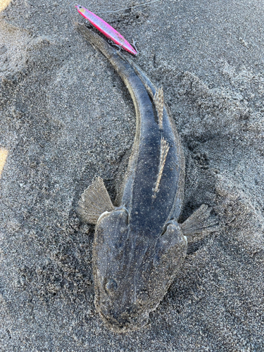 マゴチの釣果